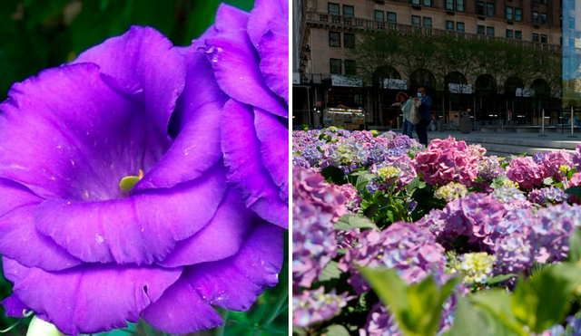 Las flores moradas tienen diversos significados de acuerdo con el ámbito en que sea utilizado. Foto: ComposiciónLR/AFP