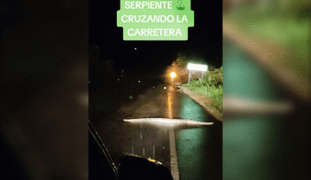 La serpiente asombró a la población de Tingo María y Pucallpa. Foto: Captura @André_Angles