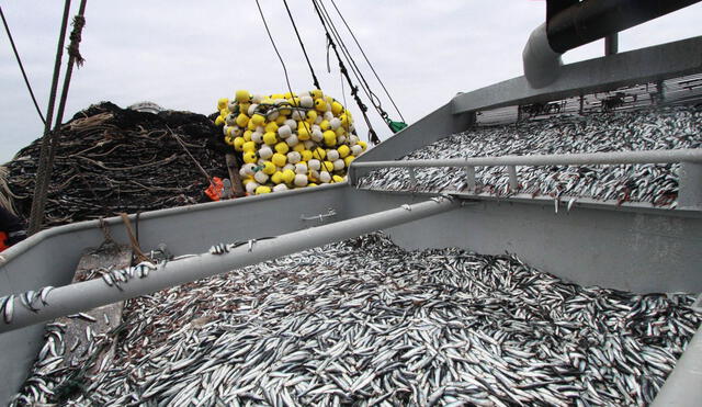 Con la cancelación de la primera temporada de pesca se dejaron de desembarcar 2,4 millones de toneladas métricas (TM) de anchoveta. Foto: difusión