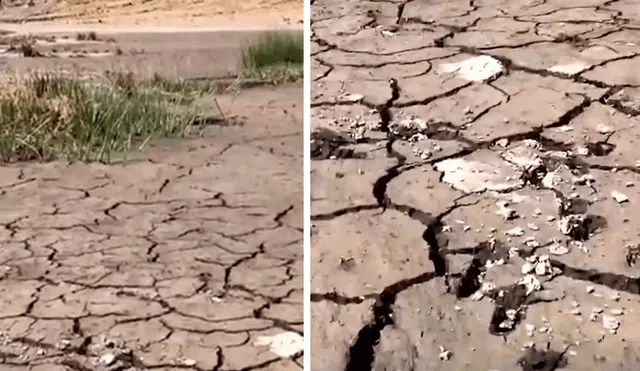 Hectáreas de totorales se han perdido por completo. Foto: captura de Canal N Hectáreas de totorales se han perdido por completo. Foto: captura de Canal N