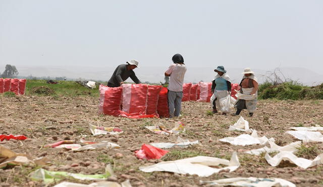 Agricultores señalan que plaga prodiplosis se generó a raíz de constante variación del clima. Cultivos del tubérculo se perderán. Foto: La República