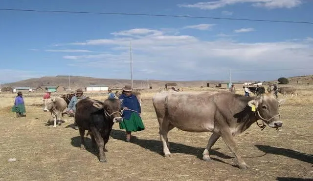 Falta de agua a causa de crisis hídrica y altas temperaturas genera problemas en el sector agrícola de la región Puno. Foto: La República