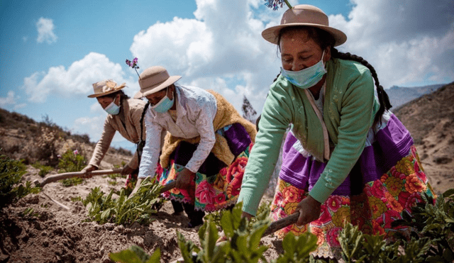 El domingo 15 de octubre se celebra el Día de la Mujer Rural. Foto: Andina
