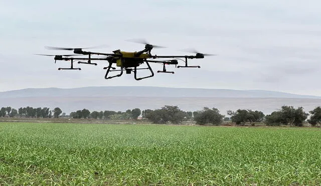 La compañía utiliza estos equipos aéreos para fumigar los cultivos en el valle de Tambo, al agricultor le permite ahorrar tiempo. Foto: La República