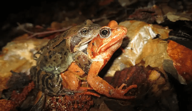 Las ranas comunes europeas (Rana temporaria) tienen diversas técnicas para no copular, entre ellas fingir su muerte. Foto: Caroline Dittrich