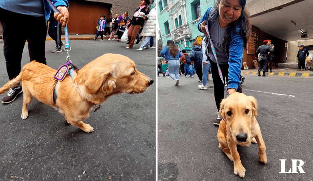 Sakura es la perrita que se salvó de morir envenenada. Foto: composición LR/María Pía Ponce