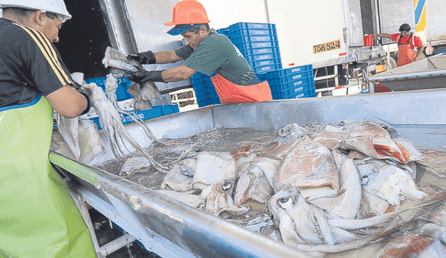 Recurso al acecho. Este 2023, el calamar gigante se comercializa a más de US$2.000 por tonelada métrica a nivel internacional, según cifras del Mincetur. Foto: difusión