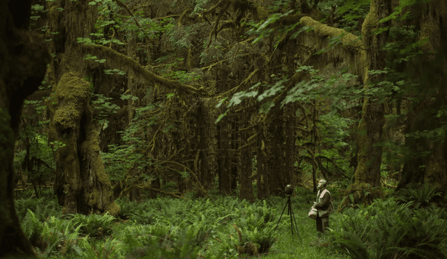 El bosque Pando es un ecosistema único en la Tierra, con una edad de aproximadamente 9.000 años. Foto: Shawn Parkin / BBC
