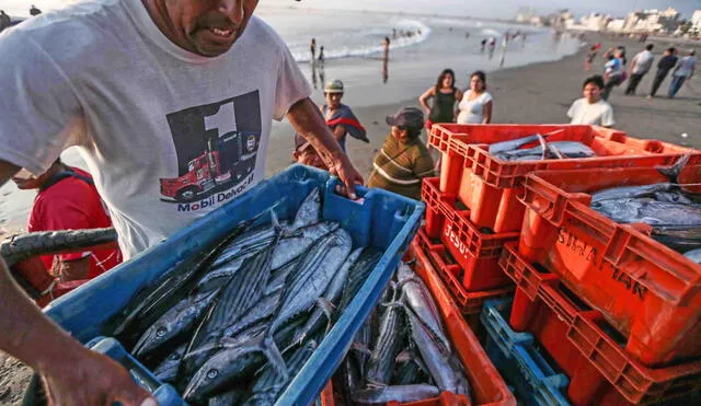 Pescadores deberán efectuar la descarga del recurso capturado solo en los puntos de desembarque autorizados. Foto: Andina