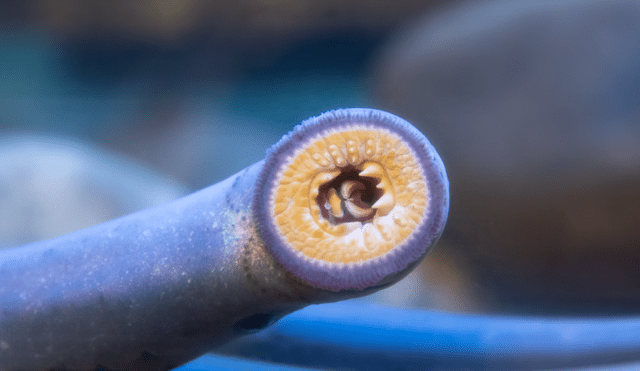 La lamprea del Pacífico habita en el mar del Pacífico, pero también en ríos y lagunas. Foto: Flickr