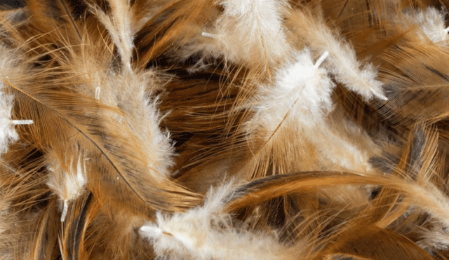 Las plumas de pollo son residuos perjudiciales para el ambiente y la salud. Foto: ETH Zurich