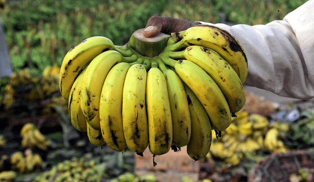 Los plátanos cavendish son una de las miles de variedades de plátanos. Foto: La Prensa
