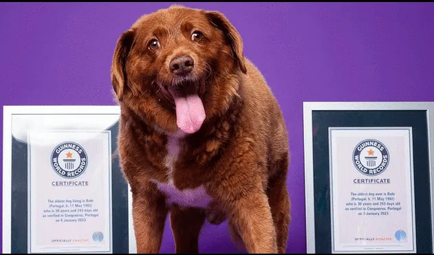 Bobi fue escrito en el Libro Guinness de los Records Mundiales apenas en febrero. Foto: Instagram/@leterrierstudio