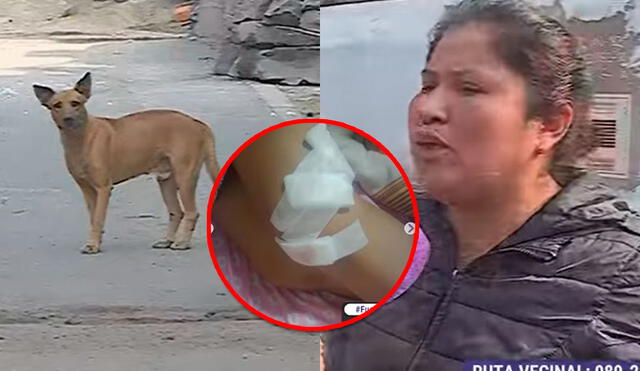 Los vecinos afirmaron que la policía de San Juan de Lurigancho ignora la denuncia contra los dueños del perro. Foto: composición LR/Latina Televisión