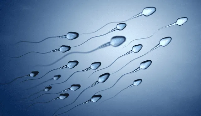 Ilustración de un conjunto de espermatozoides moviéndose. Foto: Universidad de Minessotta