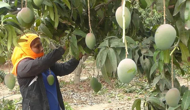 Producción. Tras exportar US$250 millones en mango, esta vez se tendrá pérdidas considerables. Foto: Andina