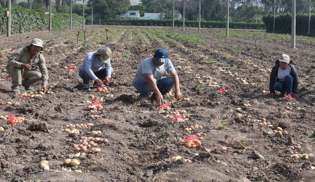 Los pequeños productores formales pueden acceder a fondos concursables. Foto: La República