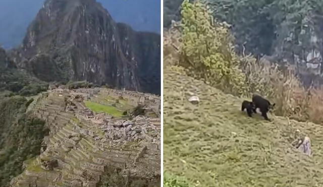 Cusco. Osos dejaron atónitos a los turistas que llegaron a Machu Picchu. Foto: captura TikTok