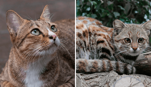 En esta fecha se promueve la adopción de gatos callejeros que han sido abandonados. Foto: ComposiciónLR/ Bekia Mascotas/ Parque de las Leyendas