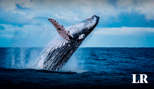 National Geographic elaboró un listado de 10 lugadores donde ver ballenas. Foto: composición LR/EFE