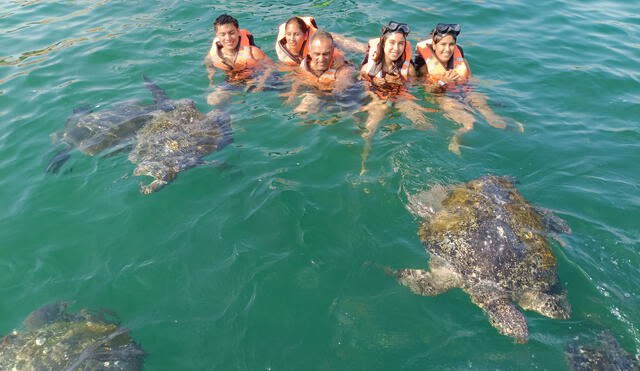 Las tortugas marinas son la atracción en Punta Sal. Foto: Municipalidad de Canoas de Punta Sal