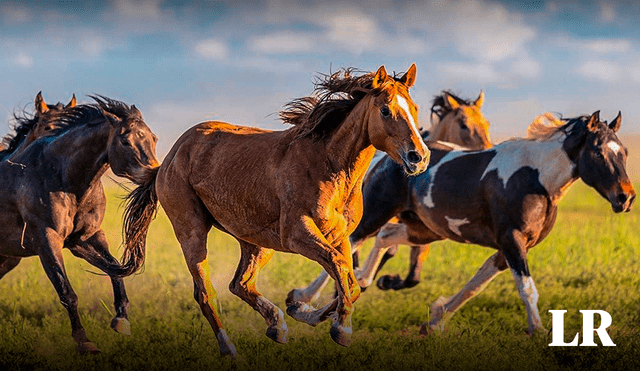 Al menos 18.000 caballos salvajes viven en el parque nacional Kosciuszko. Foto: National Geographic