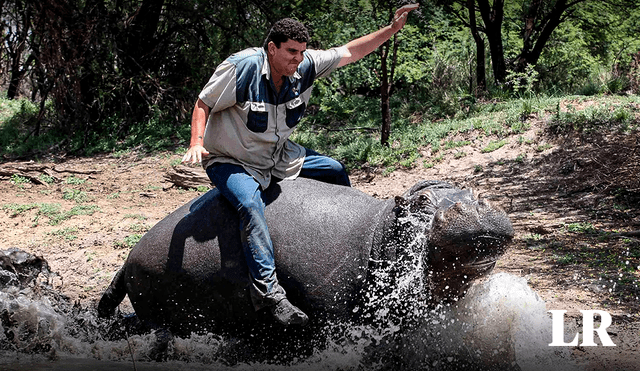 Marius, de 35 años, tuvo durante largos años al hipopótamo hasta que algo salió mal. Foto: composición LR/Daily Mail