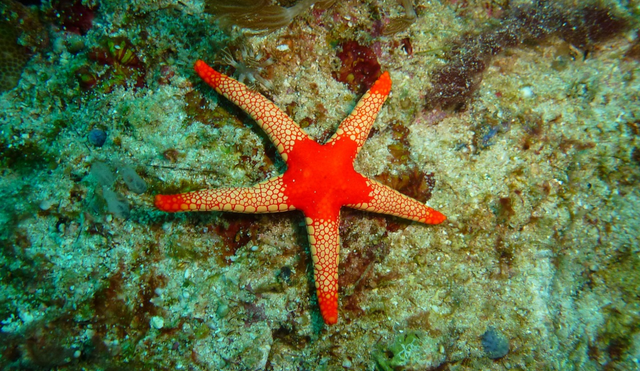 Estudio revela cuál es la cabeza de una estrella de mar - La Tercera