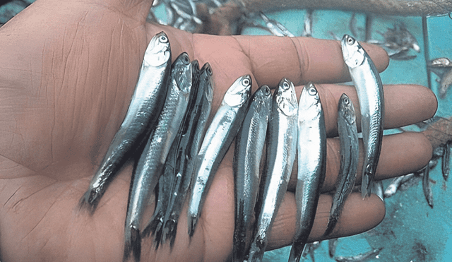 Pesca industrial. La anchoveta se captura luego de alcanzar la madurez sexual, cuando ya mide de 12 cm en adelante. Foto: difusión