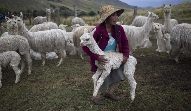 Falta de alimentos para camélidos se podría agravar si lluvias no se dan desde este mes de noviembre. Foto: La República