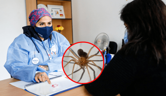 El menor de 9 años fue mordido por una araña Loxosceles. Foto: Composición LR