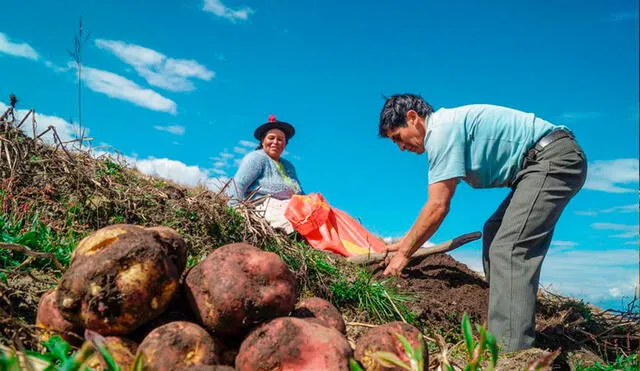 Bono de capitalización agraria podría ser financiado con recursos restantes del FAE agro. Foto: Andina