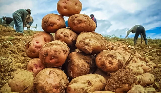 Existen más de 3.000 variedades de papa en el Perú. La producción se concentra en un 90% en sierra, destacando el grupo de papas nativas. Foto: difusión