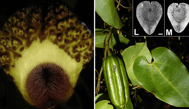 Flora amazónica sigue sorprendiendo a científicos. Foto: composición LR/ Darwiniana