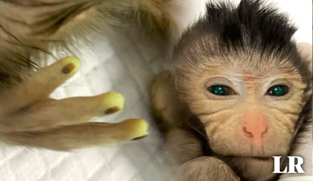 El mono quimera vivió 10 días. Foto: composición LR/Cell