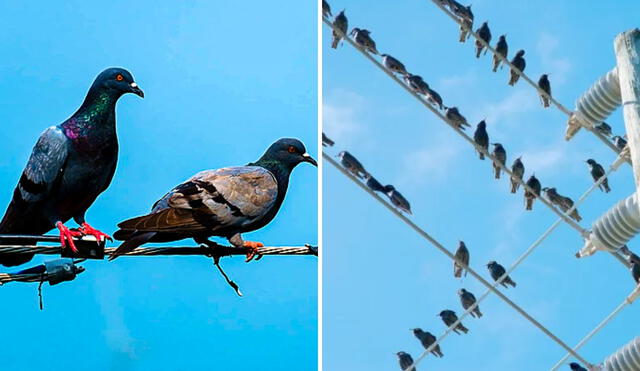 La física da una respuesta al por qué las palomas se pueden posar sobre clables de luz sin electrocutarse. Foto: composición LR/Feepik