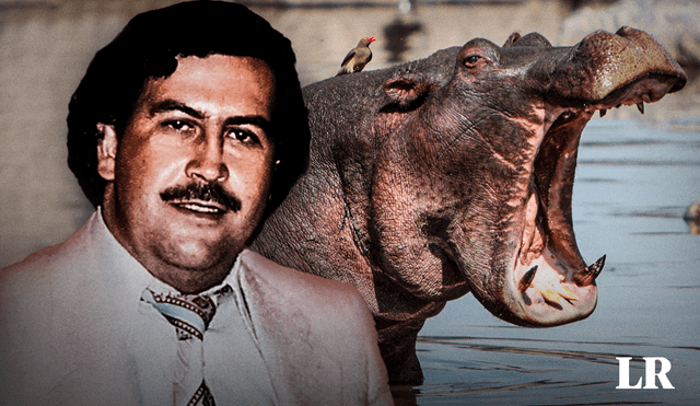 Pablo Escobar gustaba de tener animales exóticos en la Hacienda Nápoles, tales como rinocerontes, elefantes, jirafas, cebras e hipopótamos. Foto: composición LR/EFE