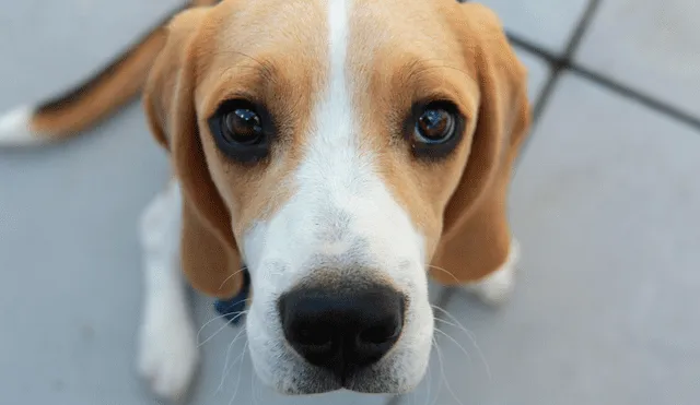 Se experimentaron con perros de raza beagle. Foto: Pixabay