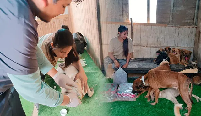 La veterinaria busca donaciones para alimentar a los perros rescatados. Foto: composición LR/Facebook.