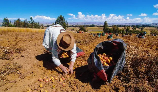 El Reactiva Agrícola ayudará a los campesinos a no perder su sus terrenos a causa de las deudas. Foto: Andina