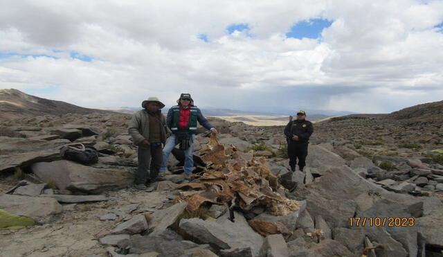 Los cazadores furtivos vienen matan a las vicuñas cuando estan vivas. Las desollan. Foto: La República