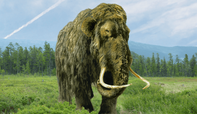 Los restos más antiguos de mamuts datan de 150.000 años atrás. Foto: Adobe Stock