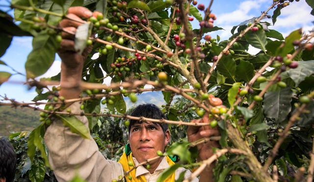 Roya amarilla afecta a los terrenos cafetaleros. JNC cuestiona labor del Midagri para salir del fango. Foto: Cámara del Café - Cacao
