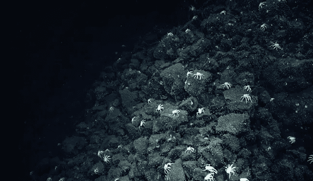 Los cangrejos blancos que guiaron a los científicos son conocidos como langostas. Foto: Schmidt Ocean Institute
