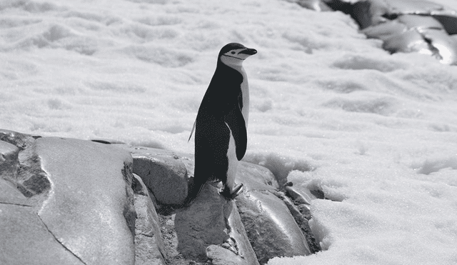 Los pinguinos barbijos han adaptado esta estrategia para proteger sus nidos, indicaron los científicos.  Foto: David Simmer II / Blogography