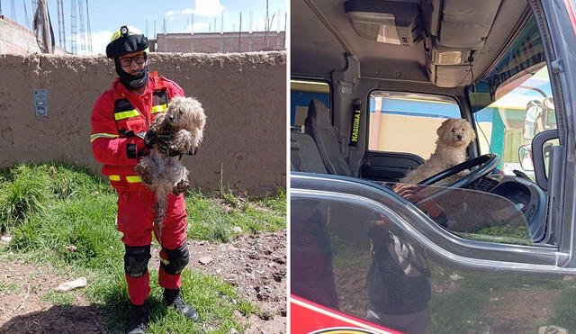 Las redes sociales aplaudieron el accionar de los bomberos. Foto: Composición LR / Facebook Huellitas Juliaca