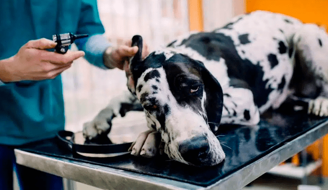 El siguiente paso para Loyal es el estudio clínico del medicamento con perros. Foto: Grate Dane Care
