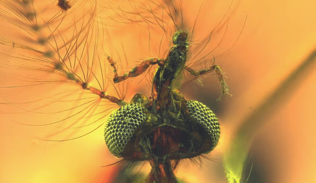 Fotografía de la cabeza de un mosquito macho fosilizado muestra la anatomía bucal, que coincide con la hematofagia. Foto: Dany Azar