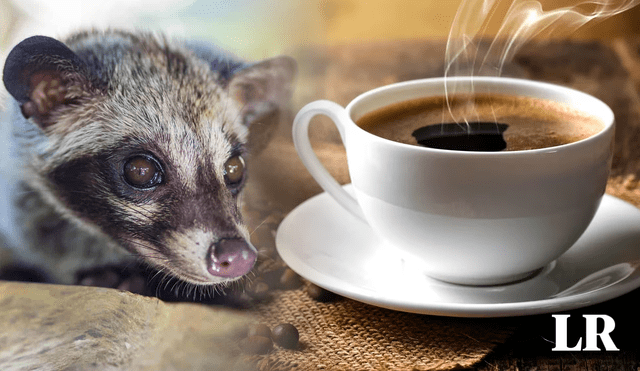 El café de civeta, o el kopi luwak, es reconocido también como el café más caro del mundo. Foto: composición LR / Terra Coffee / Shutterstock