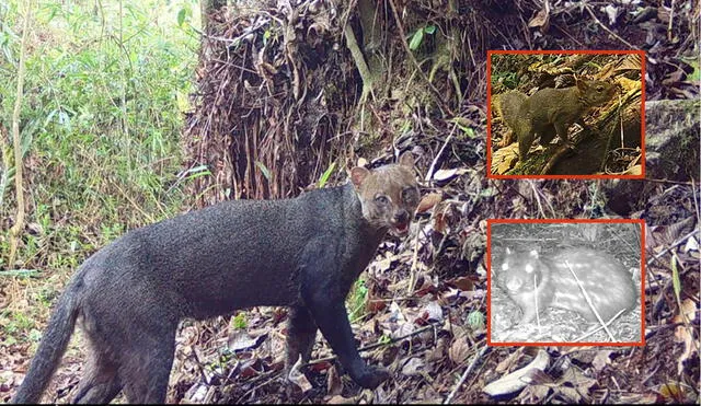 Cusco. Nuevas especies fueron detectadas a través de dos proyectos que se desarrollan en Machupicchu. Foto: Sernarp